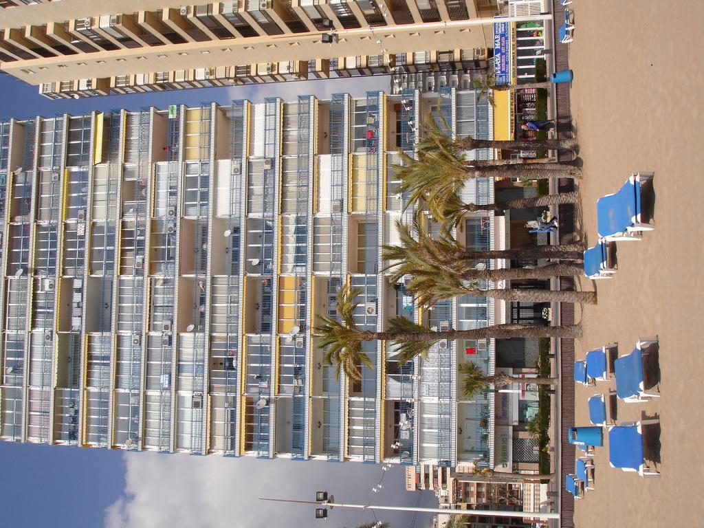 Palmeras -